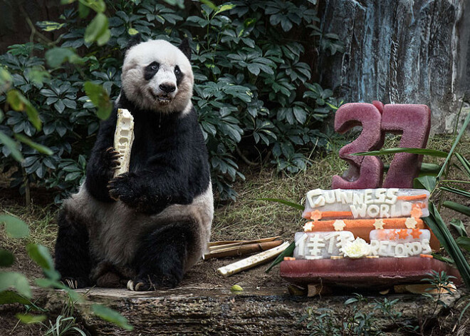 Pasaulē vecākā panda jubilejā saņem grandiozu torti. FOTO