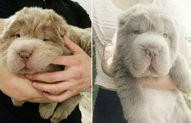 То ли пес, то ли плюшевый медведь