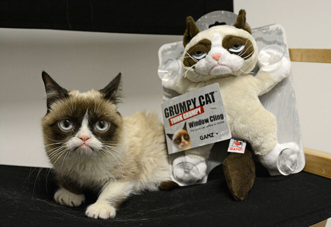 Под брендом Grumpy Cat выпускается масса товаров