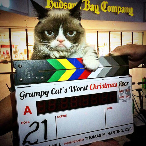 Grumpy Cat даже начала кинокарьеру, снявшись в фильме «Худшее Рождество Сердитой кошки»