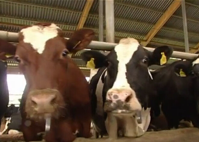 Trikātas kooperatīva zemnieki gaida piena naudu. VIDEO