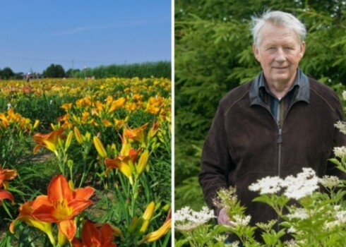 Selekcionārs Varis Baņģieris izveidojis vairāk nekā 400 dienliliju hibrīdu un ir Austrumeiropā lielākā dienziežu dārza īpašnieks. Tieši augustā viņa dārzs Laucienē zied visā krāšņumā un priecē apmeklētājus.