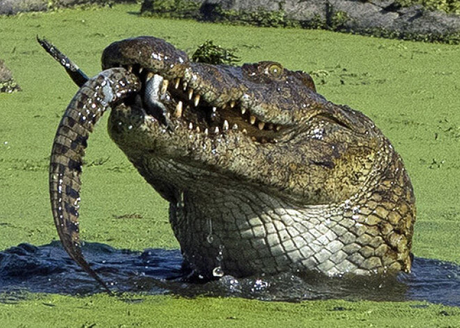 Krokodils nesakošļājot norij pats savu mazuli. FOTO