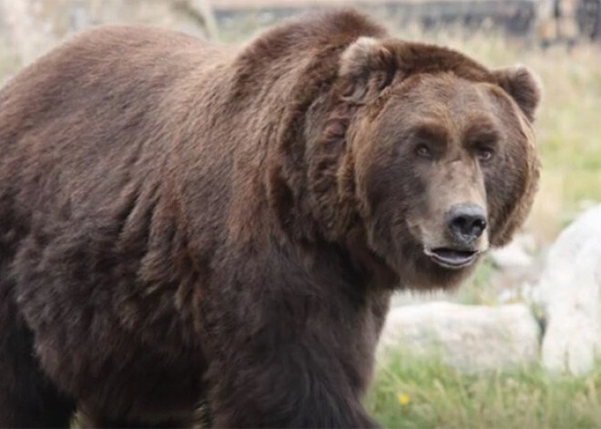 ASV Jeloustonas parkā grizlilācis saplosījis cilvēku, daļa no līķa apēsta. VIDEO