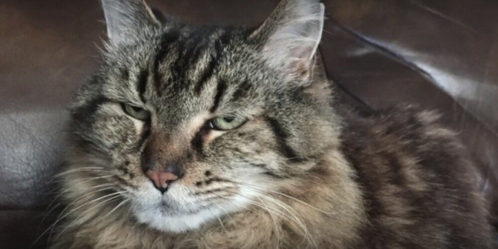 Вельвету сейчас 26 лет и 13 дней, сообщают представители книги рекордов Гинесса