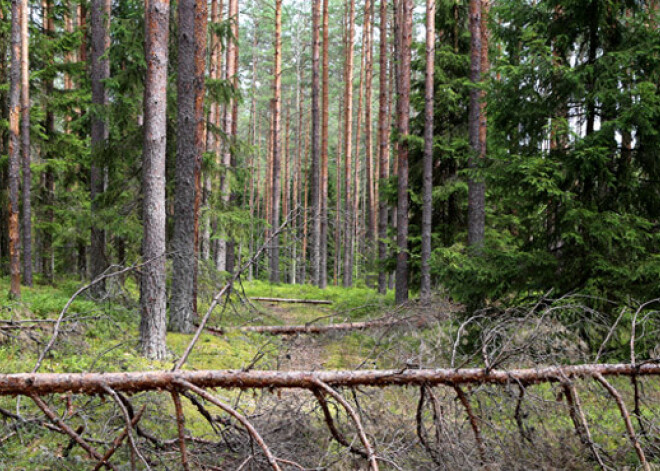 AS "Latvijas valsts meži" brīdina – mežā ir ļoti augsta ugunsbīstamība