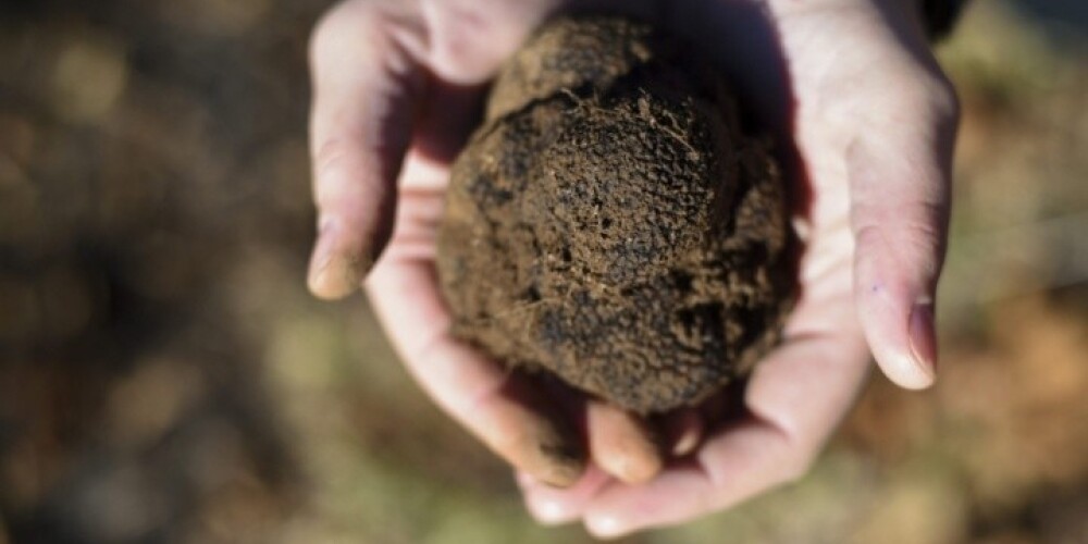 Есть рестораны, которые готовы покупать эти грибы за 100-200 евро за килограмм