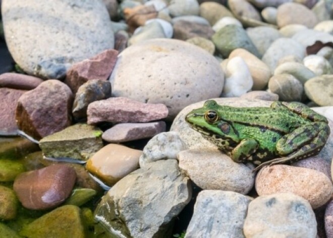 Kā visparastākie akmeņi dziedina un ietekmē tavu enerģētisko lauku