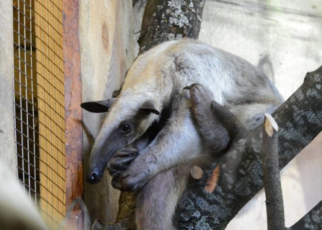 Pirmo reizi Rīgas Zoodārzā apskatāmi ir četrpirkstu tamandua