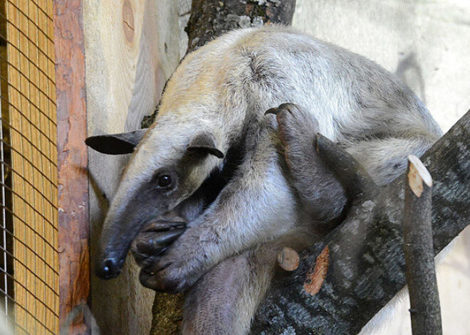 Rīgas zooloģiskajā dārzā ieradušies noslēpumainie četrpirkstu tamandua. FOTO