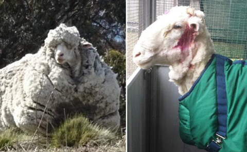 Посмотрите, как преобразилась овца, которой состригли 40 кг шерсти