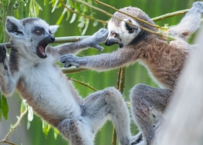 Sevišķi psihi lemuru mazuļi Novosibirskas zoodārzā. FOTO