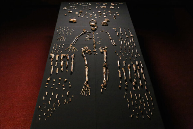 "Homo naledi" bija apmēram 1,5 metrus gari un svēra ap 45 kilogramiem.