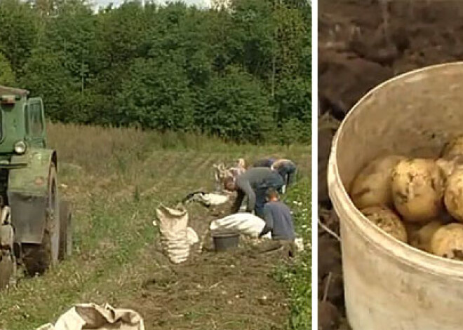 Šoruden Latvijā laba kartupeļu raža. VIDEO