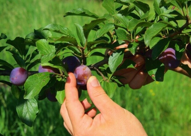 Lasot plūmes, sievieti sejā sakodis kaimiņu suns