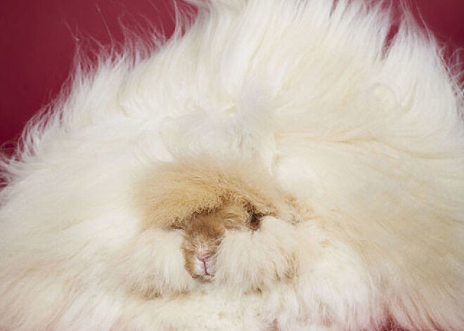 Самый пушистый кролик в мире