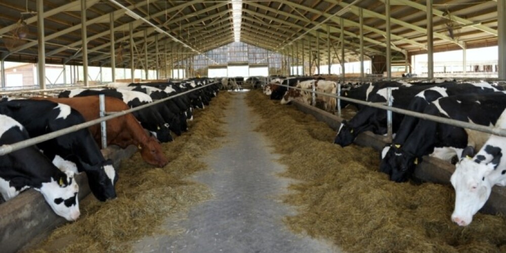 Многие фермеры из-за нехватки средств кормят животных кормами более низкого качества, поэтому будут падать и надои