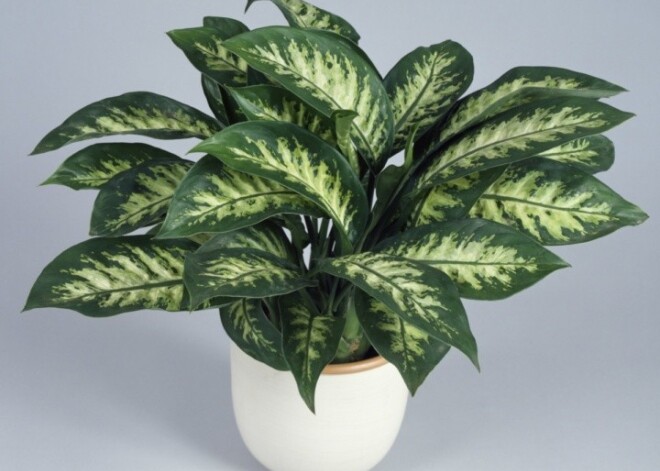 Топ-10 смертельно опасных для здоровья комнатных растений