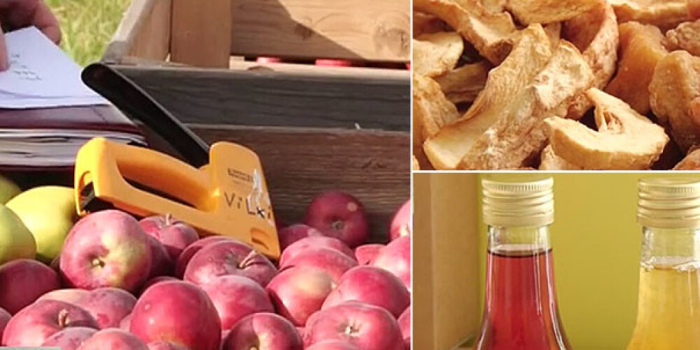Talsu novadā meklē radošas ābolu pārstrādes iespējas. VIDEO