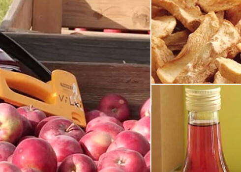 Talsu novadā meklē radošas ābolu pārstrādes iespējas. VIDEO