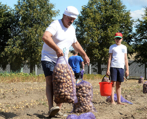 Baltkrievijas kartupeļu talka Nr. 1 – vagā prezidents ar dēlu.