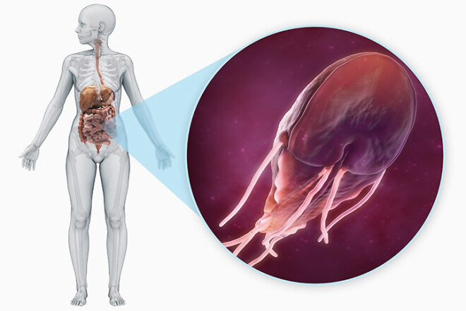 Мелкий паразит Giardia lambliaт вызвать усталость и серьезные проблемы с пищеварением