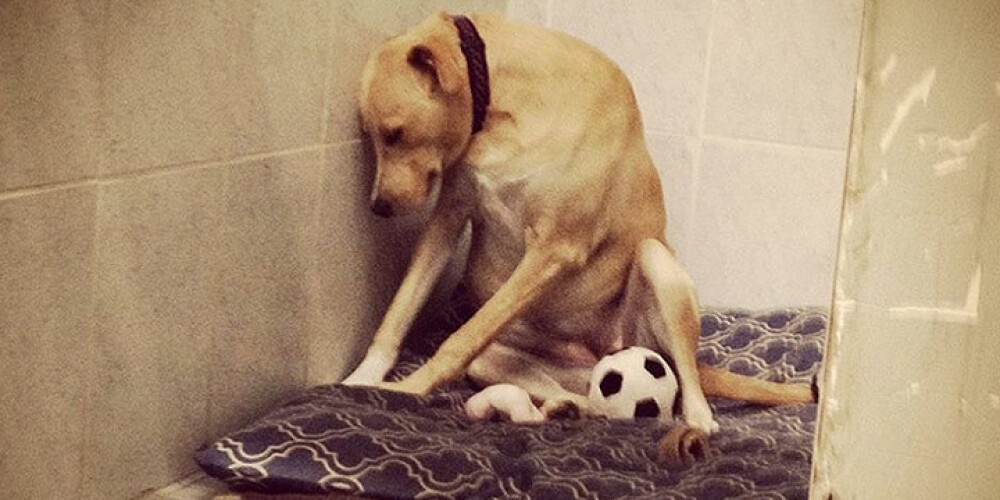 Самая грустная в мире собака ищет семью