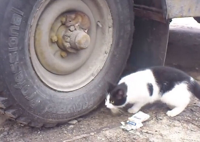 Un vai tu vari ieraudzīt peli? VIDEO