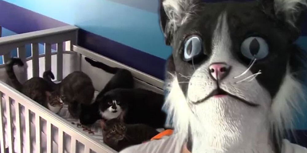 Kaķu tētis nolēma pabarot savus mīluļus ļoti dīvainā veidā. VIDEO