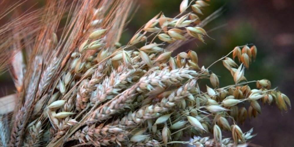 Finanšu ministrija: vēsturiski augstākā graudaugu raža veicināja eksporta pieaugumu septembrī