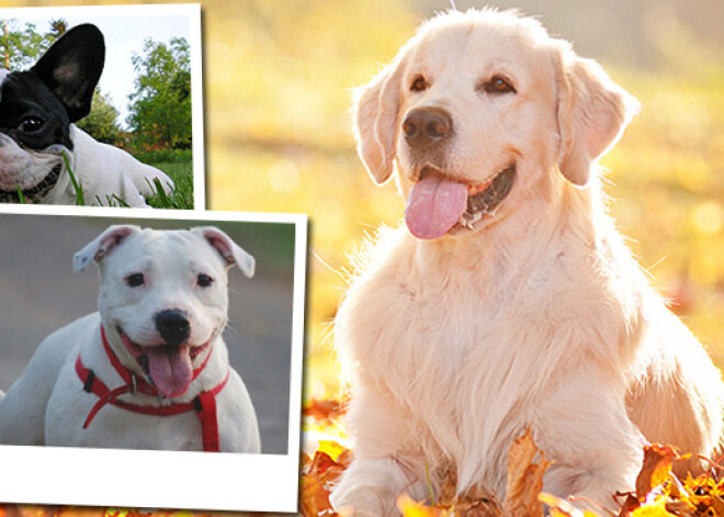 Pūkainie prieka vitamīni jeb priecīgākās suņu šķirnes – TOP 10