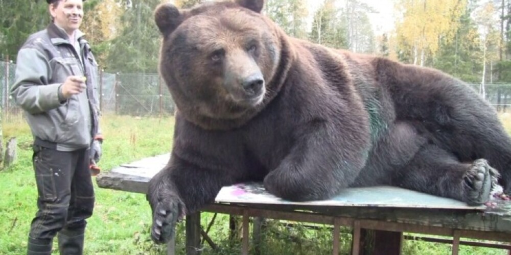 450 kg smags milzu lācis kļuvis par pieprasītu gleznotāju. FOTO. VIDEO