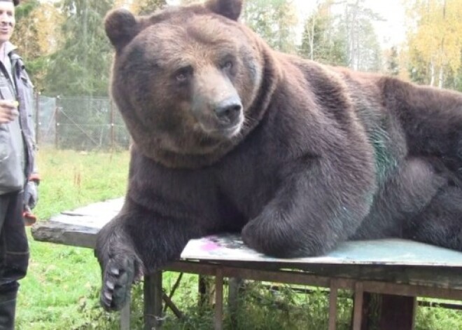 450 kg smags milzu lācis kļuvis par pieprasītu gleznotāju. FOTO. VIDEO