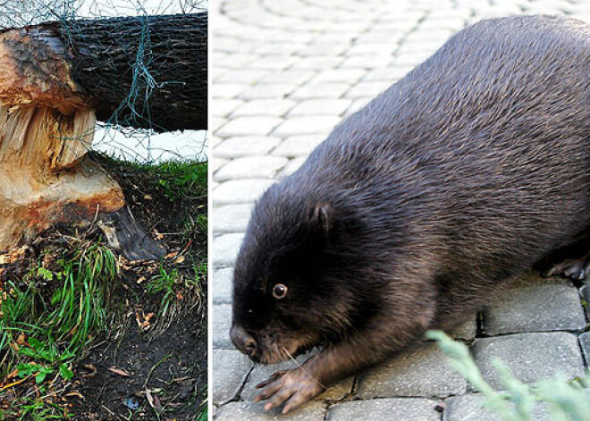 Liepājā bebri šoruden jau nogāzuši pirmos kokus, Rīgā vēl tikai gaida to "uzbrukumu"