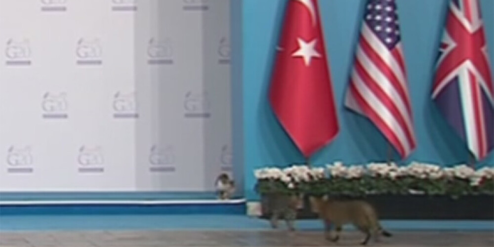 Trīs kaķi paslīd garām iespaidīgajai G20 samita apsardzei. VIDEO