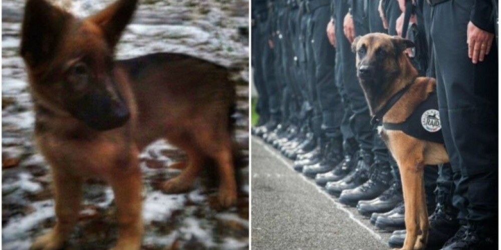 Krievija piedāvā Francijai kucēnu - nogalinātā suņa Dīzela vietā