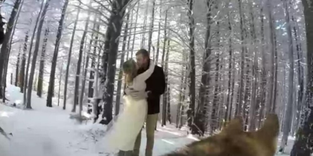 Снятое собакой свадебное видео стало хитом YouTube