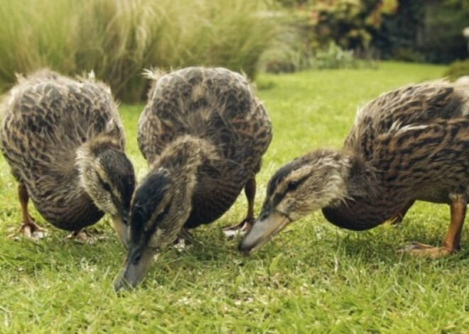 Почему нельзя кормить уток хлебом. Не разрешайте своим детям это делать!