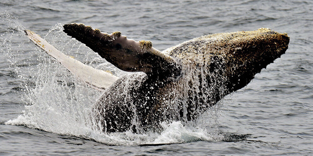 Japāna nākamgad "zinātnisku" mērķu dēļ atsāks vaļu medības