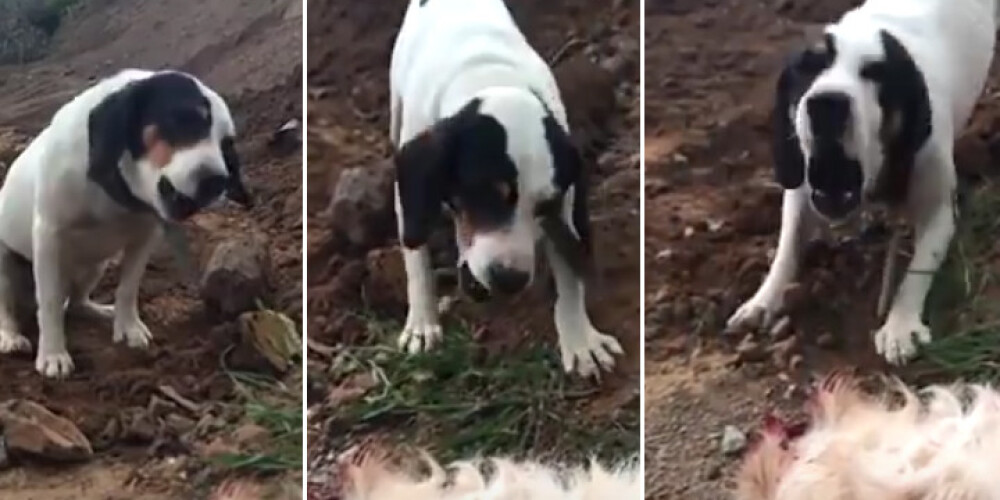 Sirdi plosošs brīdis: suns izmisīgi raud par savu mirušo draugu. VIDEO