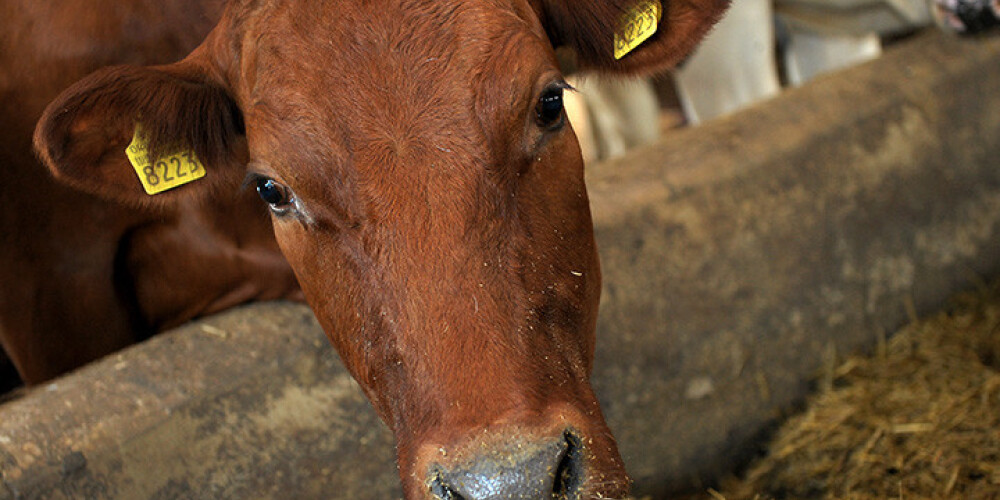 Poļi uzpērk lietuviešu govis, Lietuvā prognozē piena nozares sašaurināšanos