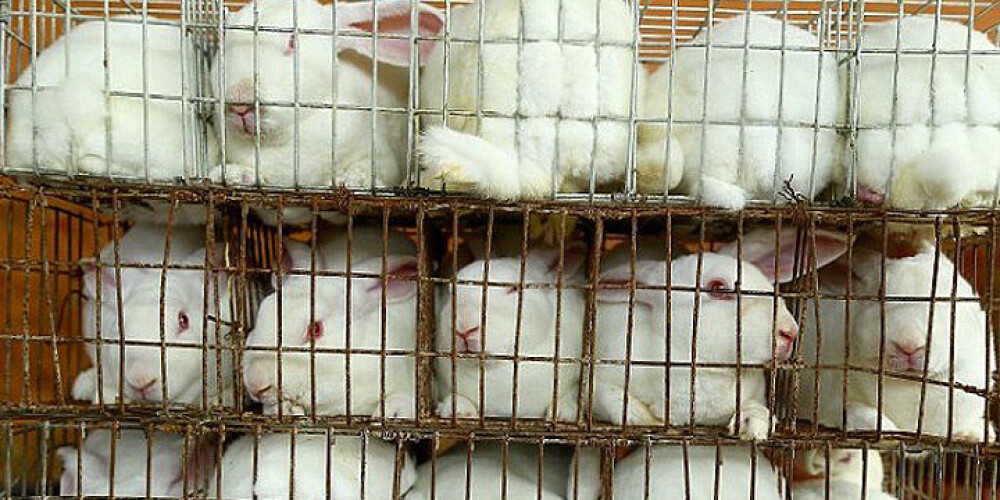«Дом ужасов» для кроликов в Китае