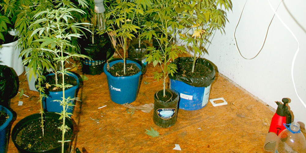 Policija likvidējusi trīs marihuānas audzētavas, atsavināti ieroči un 12 kg produkcijas