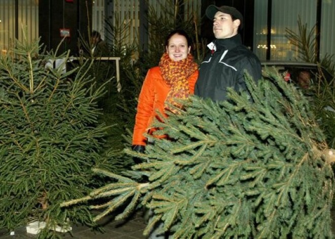 Cik šogad maksā Ziemassvētku eglītes tirgos un veikalos?