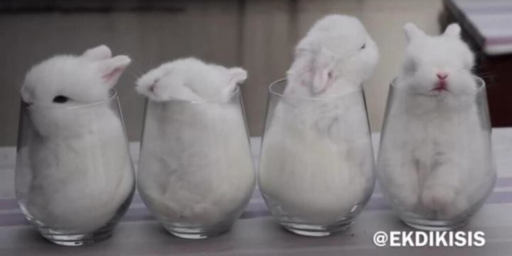 Видео дня: белоснежные кролики в стаканах