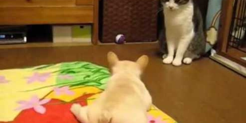 «Первая охота на кота»: умилительное видео о домашних питомцах