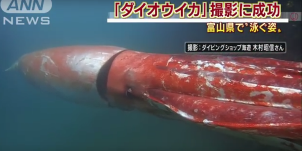 Parastam makšķerniekam izdevies nofilmēt milzīgu kalmāru. VIDEO