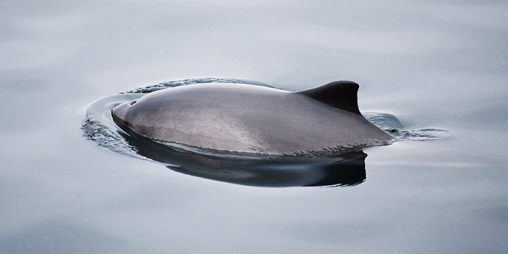 Baltijas jūrā veiks cūkdelfīnu monitoringu