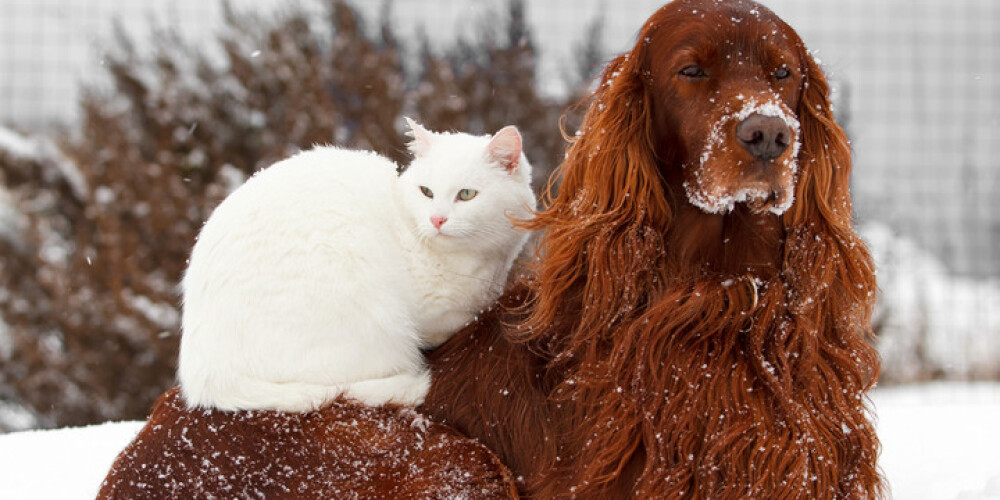Salst arī dzīvniekiem! Aukstā laikā suņiem jāsiltina būdas un jāļauj nakšņot telpās