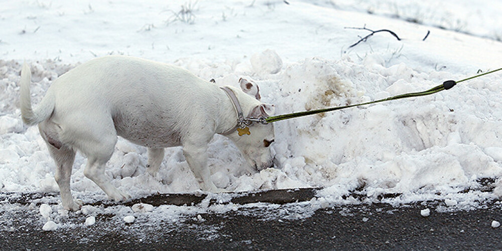 Bēdas suņu īpašniekiem - uz ielām sakaisītais sāls saēd mīluļu ķepas